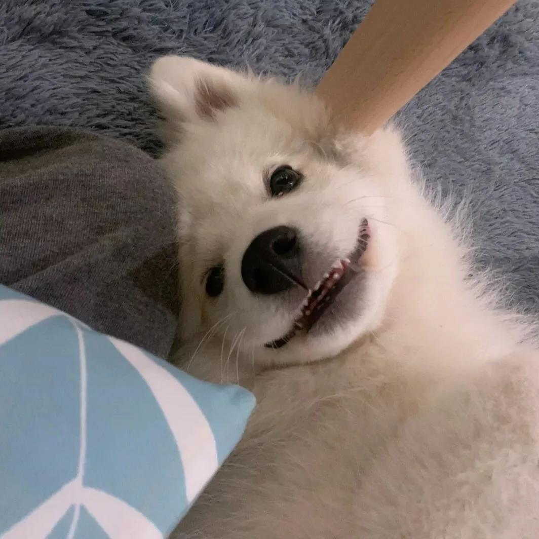 ���ﹷ���ְ����ͷŵ�����������-�ɰ���