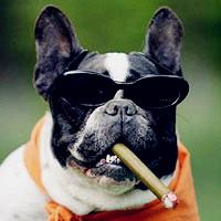 �����ֶ��صİ������ﹷ�����ִ�ȫ�𺳱���-�ɰ���