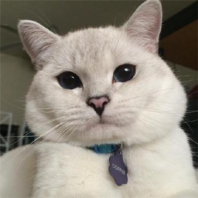 ������èȡ���ִ�ȫ���°�-�ɰ���