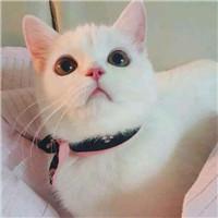 �����ſ�ĸ�����Ϸ�������ִ�ȫ������-�ɰ���