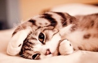 ������Ц���������Ц��������������������ʧ��