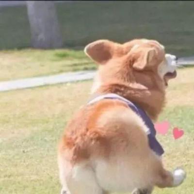 ���ȴ��ȵĳ��ﹷ�����ִ�ȫ��Ц����-�ɰ���