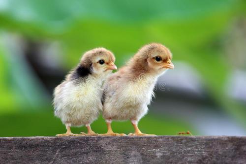 ��ů���ּ�̵ĳ���С�����ִ�ȫ�ɰ�����-�ɰ���