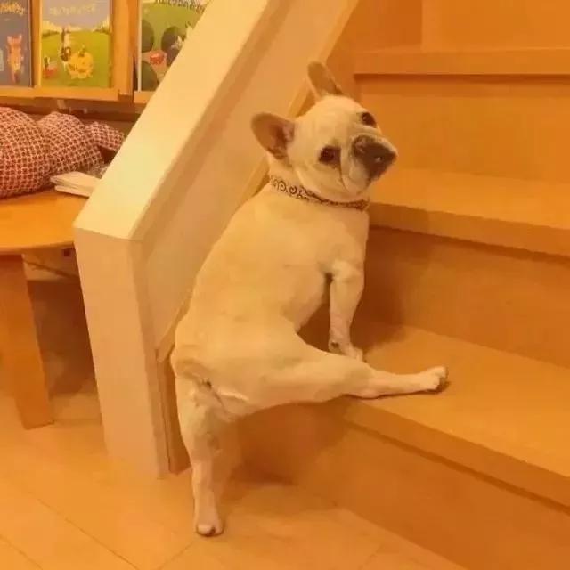 沙雕气质满满的宠物狗名字搞笑且逗比-可爱点