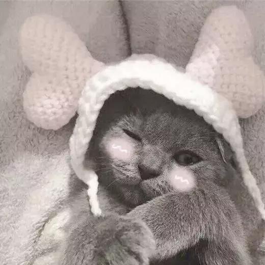 ����è��ʲô���ִ�����Լ�в�ʧ���-�ɰ���