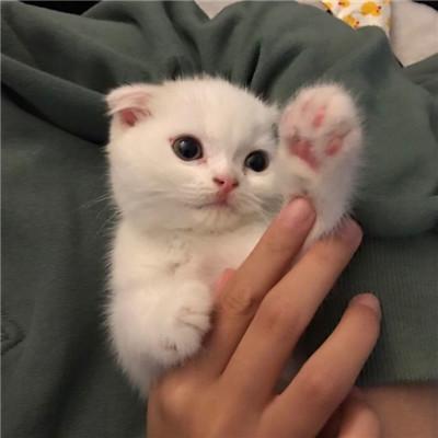 ����è��������ָ߹�����-�ɰ���