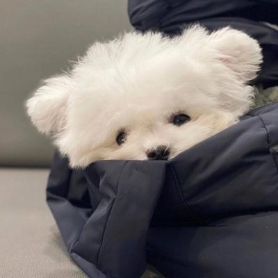 �����ĳ�����������������ϲ��-�ɰ���