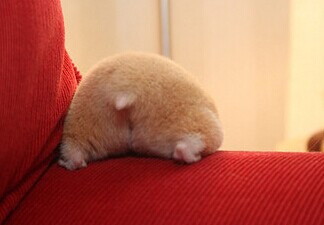 5����Ϸ���ִ�ȫ��CF��Խ����5���ֵ�����