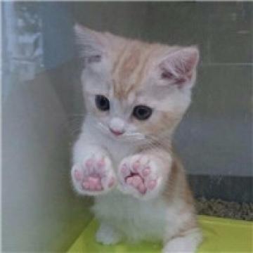 ��С����������ִ�ȫ����������-�ɰ���