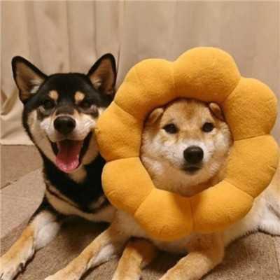 ����η��ĳ��ﹷ������������ϲ��-�ɰ���