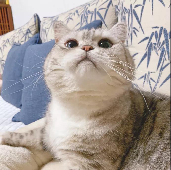 ʮ�㴴�����è���ִ�ȫ����Ƥ-�ɰ���