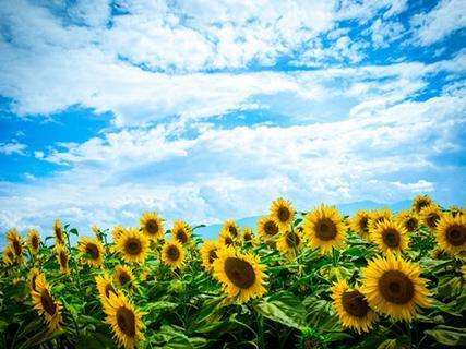 快乐阳光的网名,积极向上又阳光的名字