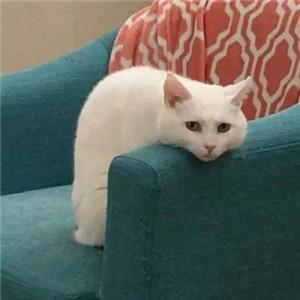 һ�鳬�д����Ⱥ���ƶ��ȸ�Ц