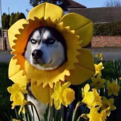 ��������ͷ��Ц���ǳ����ں����й���Ц-�ɰ���