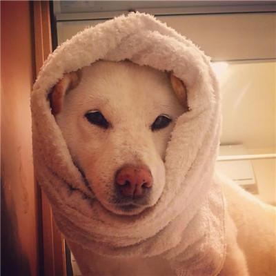 ��Ц����ĳ��ﹷ�������ֲ���Ѱ��·-�ɰ���