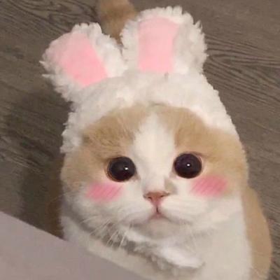 ����è�ĳ������ִ�ȫ�����������-�ɰ���