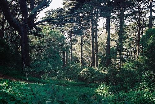 ��������һ���ɭϵ�����������벻ȥ����Զֻ����