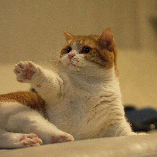 ����è�ĳ������ִ�ȫ����С����-�ɰ���