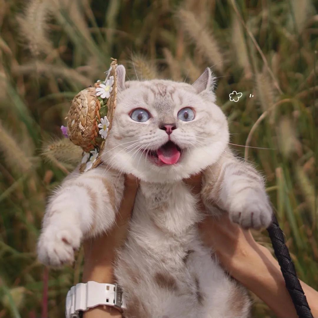 ����è�ɰ����ֻ����������˴�������-�ɰ���