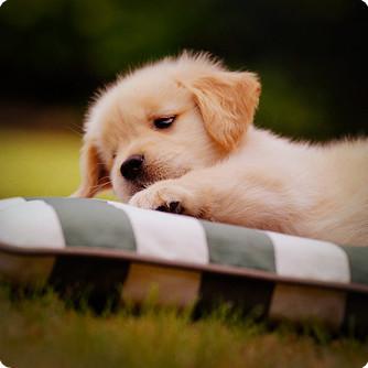 �����Ƚ϶��ĳ��ﹷ���ֺ���Ȥζ��-�ɰ���