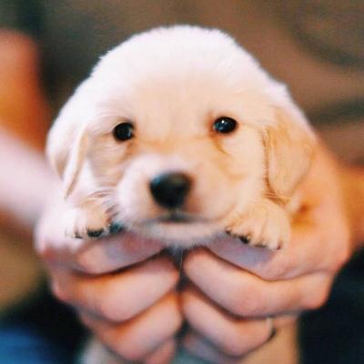 ѩ��һ�������۵İ�ɫ�ĳ��ﹷ������-�ɰ���