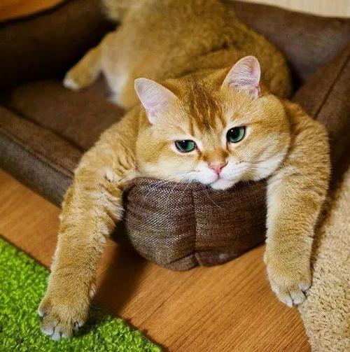 �����������Ϸ�������ּ��׼�-�ɰ���