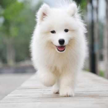 ë�����������ȵĳ��ﹷ��ĦҮ���ִ�ȫӢ��-�ɰ���