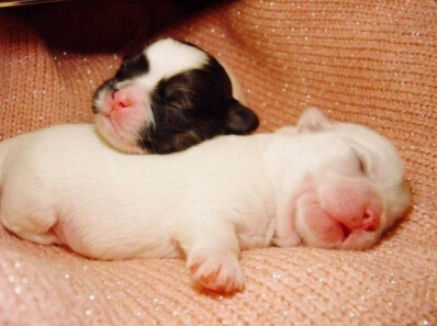 ���ȵ������������㌭�����פ� �� �㌭���ཤ�