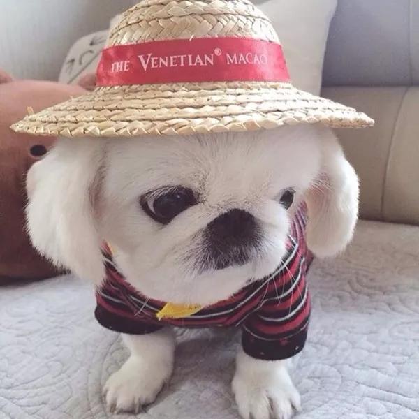 Ư���İ���ɫ���ﹷ������������-�ɰ���