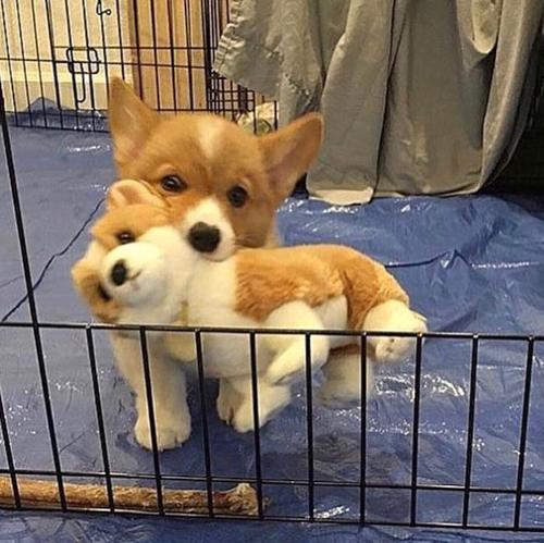 ��������Ȥ�ĳ��ﹷ�ɰ�����-�ɰ���