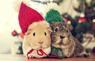 �ں�����������������������Ϸ����