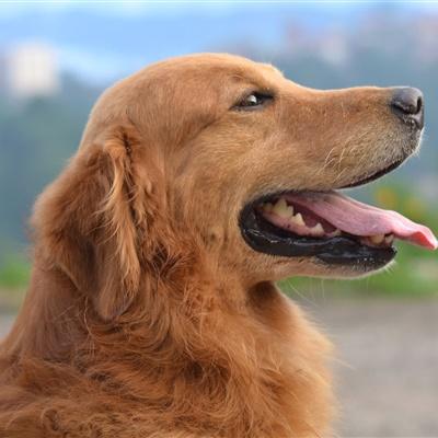 ��ɫ�ĳ��������������ս�������-�ɰ���