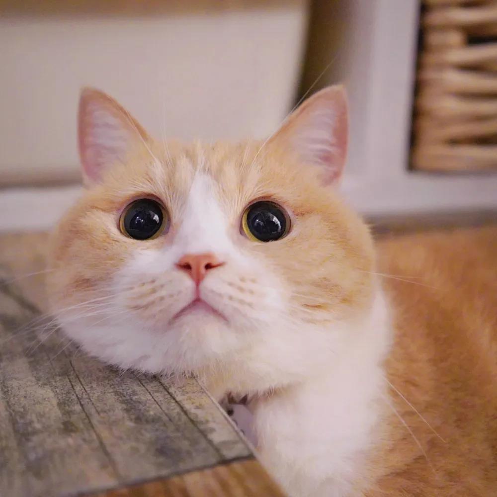 ��â����ĳ�������������������-�ɰ���