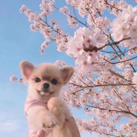 ����ճ�˵�Ψ������������ʫ��-�ɰ���