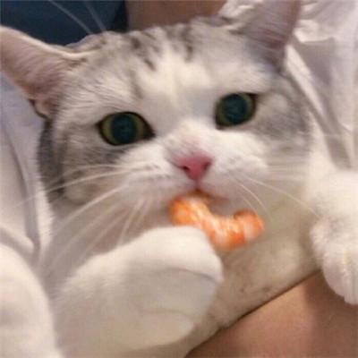 è�����������̬ʮ��-�ɰ���