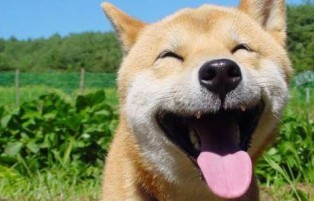 �����˵���������Ц������������Ӵ���ҵĹ�����