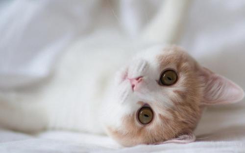 Ů���ɰ����ȵ����ִ�ȫ�������ڴˡ�ɵ�������Ķ���