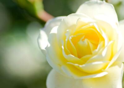 �����ֺ���������