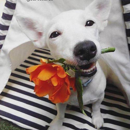 �򵥸߶˴������������ϵ���-�ɰ���