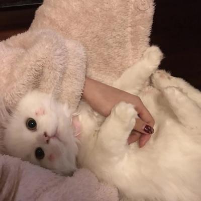 ���ȵĳ���è���ֿɰ�������������-�ɰ���