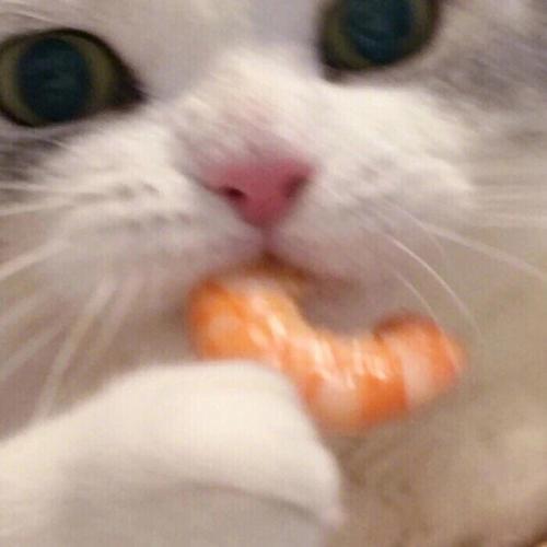 ����ְ����ĳ���è���ָ߹�����-�ɰ���