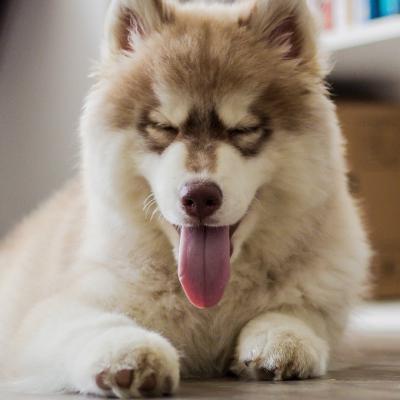 �����ҳϵĴ��ͳ��ﹷ���ָߴ��۽�-�ɰ���