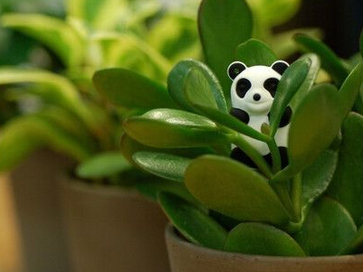 ������������Ц����Ĭ�ķ�������