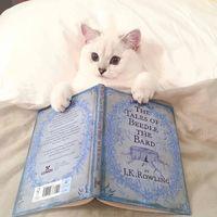 ����־������ĳ����ǿ�������ſ�-�ɰ���