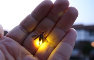 �����еķ������������ѻ�����ļ���