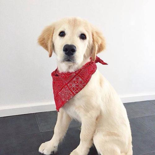 ���Գ������ִ�ȫ������������-�ɰ���