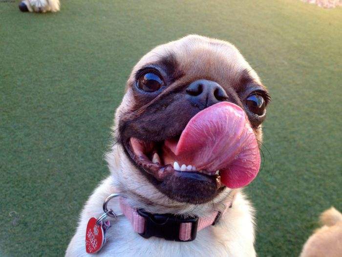 幽默网名大全,好听个性有点想笑的扣扣名字