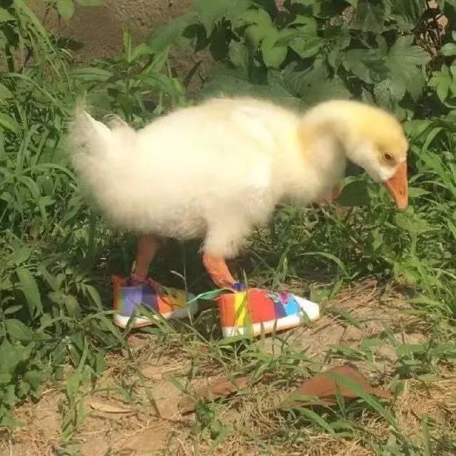 ����ڶг��Ц�����������д���-�ɰ���