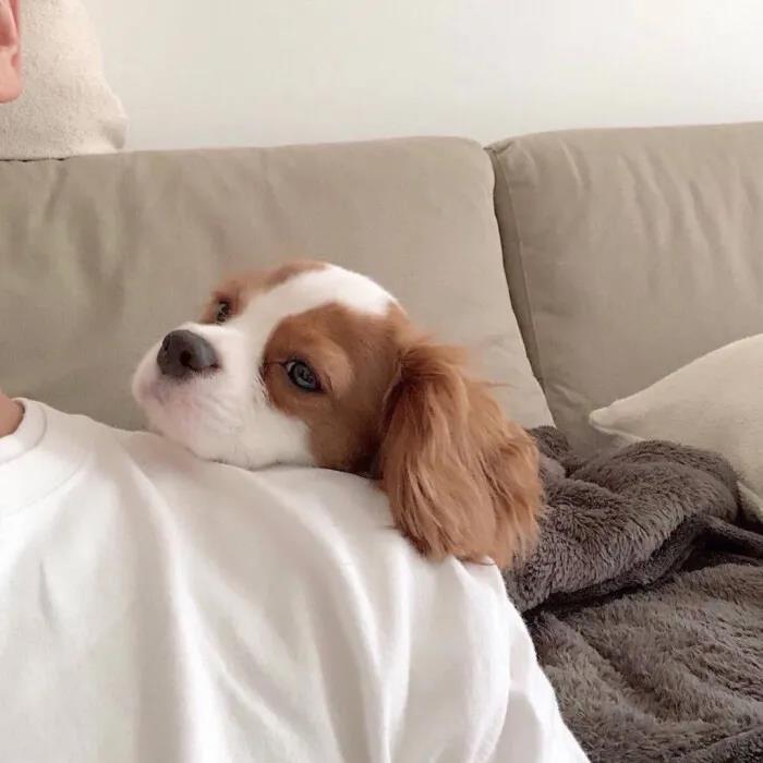 ����ĳ��ﹷ������Ψ�����������-�ɰ���