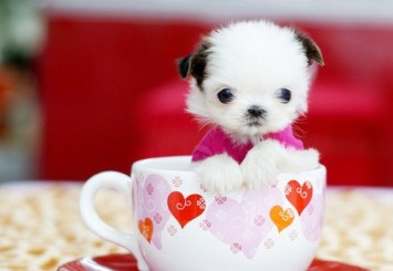 ʱ�о����������ܵ��س�ȥ�Ź���